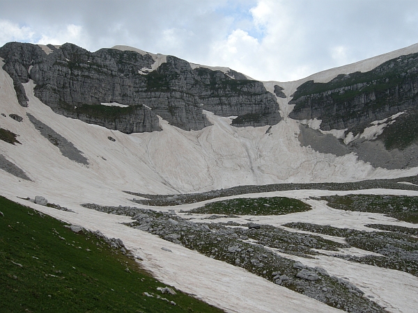 Camoscio d''Abruzzo Rupicapra pyrenaica ornata